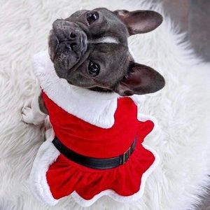 Mrs. Claus (Santa) Dog Dress